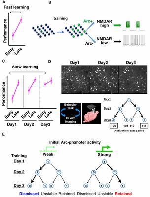 Genetic Feedback Regulation of Frontal Cortical Neuronal Ensembles Through Activity-Dependent Arc Expression and Dopaminergic Input